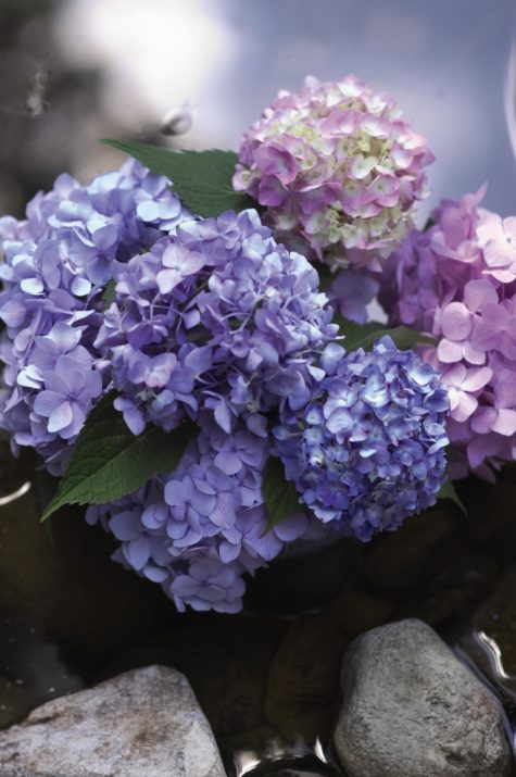 Hydrangea Macrophylla – Endless Summer® – #2 Container